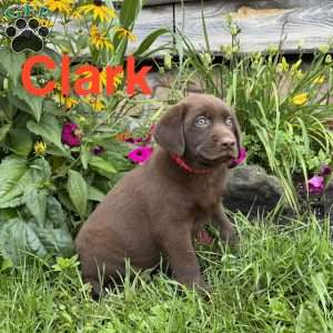 Clark, Chocolate Labrador Retriever Puppy